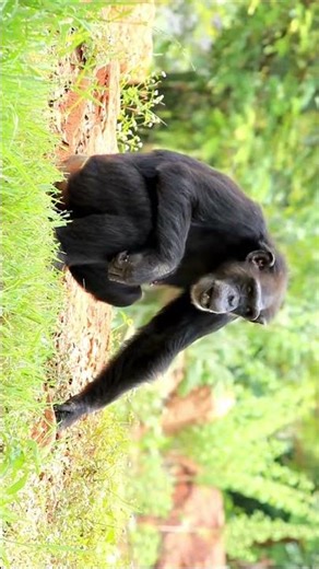 Why Chimpanzees Are So Close to Humans