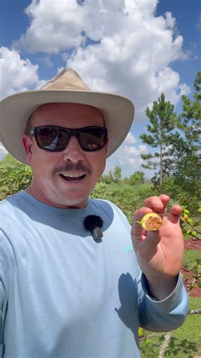 Does This Fig Really Taste Like Peaches?