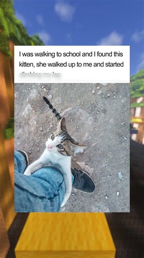 CAT MEMES