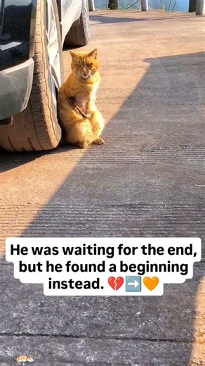 Please share his story to remind others that rescue changes lives. #adoptdontshop #animalwelfare