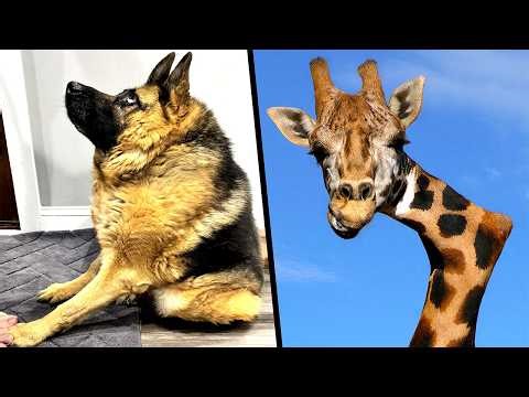Unique Animals That Nature Treated Badly But Chose to Live a Happy Life