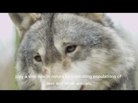Wolves: Nature’s Guardians”