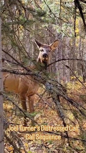 The Best Elk Call Most Hunters Ignore | Joel Turner ShotIQ