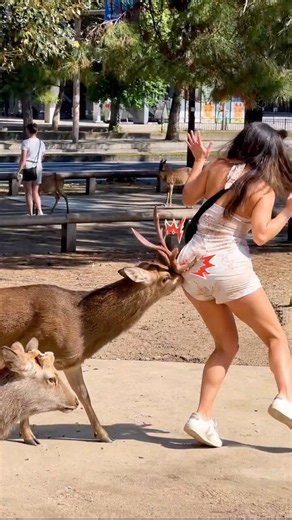 鹿のツノにびっくり！😱🦌* 鹿が急接近した瞬間！* 奈良公園でまさかのハプニング#奈良公園 #鹿 #NaraPark #Deer #JapanTravel #奈良観光 #Shorts