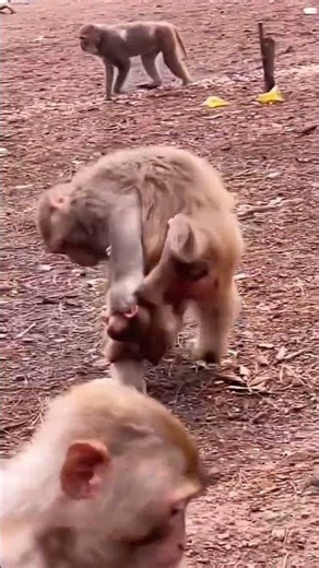 Why This Monkey Mom Is Beating Her Own Baby? The Reason Will Shock You! 😱🐒