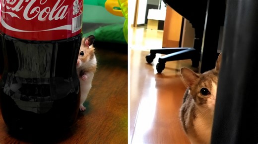Too close for comfort: Animal edition