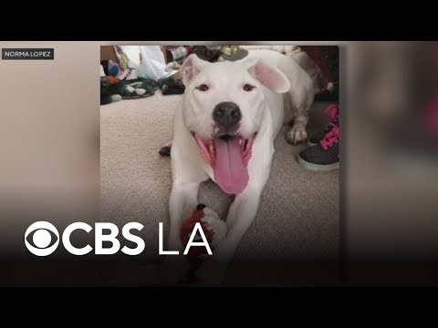 LAPD dog shootings raise questions about police tactics, best practices