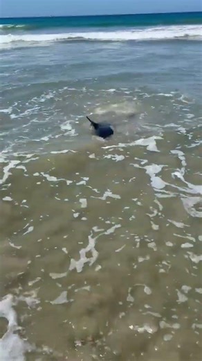 Dead dolphin, distress video raise concern in O.C.