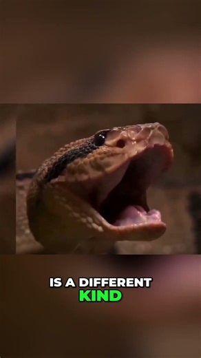 Why the Bushmaster Hunts Differently Than Other Snakes #Snake #AmazonRainforest #Wildlife