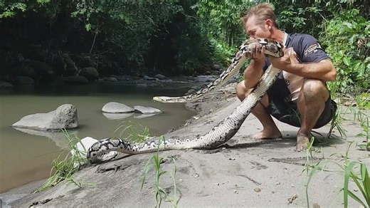 Discovering record-breaking python species in the wild