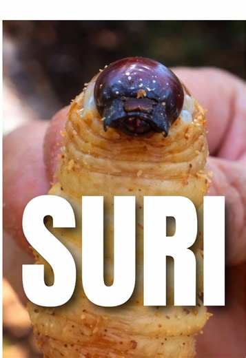 SURI: La larva comestible de la Amazonía peruana
