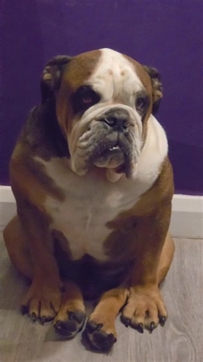 #foryou #fyp #englishbulldog #dog #foryoupage❤️❤️ | dogs