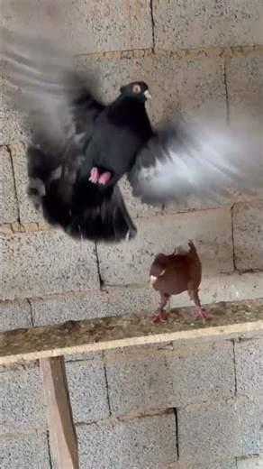no.820 best black pigeon #fancykabootar #birds #pigeon #racinghomer #kabootar #parwazikaboter