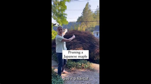 Gardening basics: Pruning Japanese maples, burning bushes and planting tips