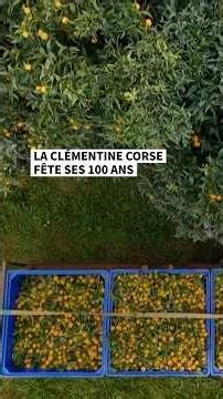 La clémentine corse fête ses 100 ans