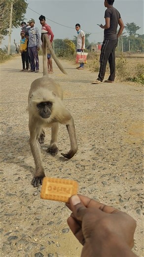 Langur Walks Straight Toward Me to Take Biscuit 🐒🍪