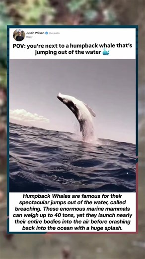 Humpback Whale Jumps Out of Water 🐳