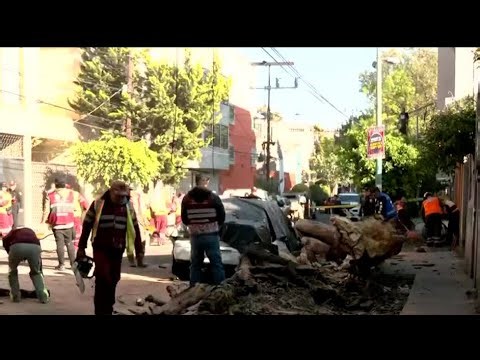 Caen árbol y poste tras sismo en la alcaldía Benito Juárez