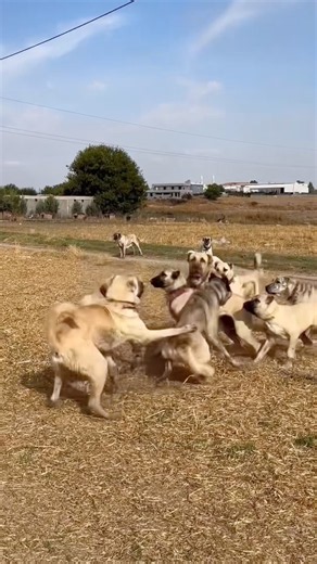 Massive Pack Dynamics: Giant Kangal Dogs Gathering and Playing in Open Fields! 🐕