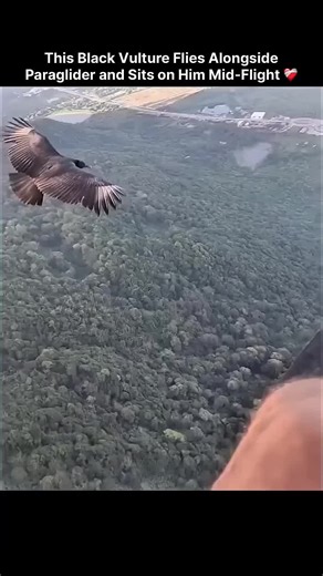 Exploring BalliBotMogis: The Future of Smart Bots