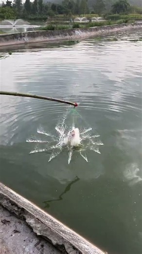 # Catch fish and shrimp # Outdoor fishing # Fishing in the outdoors