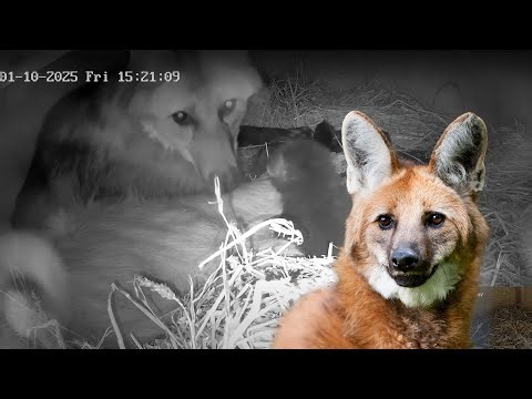 Maned wolf cub in the den - live from Nordens Ark