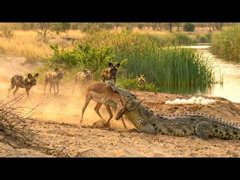Crocodiles and Devastating Attacks That Make Prey Pay a Terrible Price || Crocodile Documentary