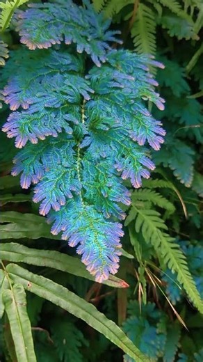 Blue Fern in nature