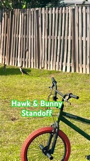 🦅 Wild Gulf Backyard Wildlife Gets WILD 🐰😳#predator