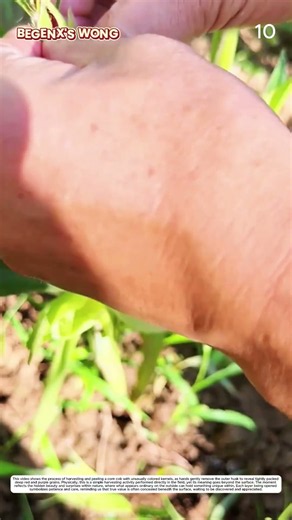 Corn Harvesting: How Manual Picking Turns a Covered Ear Into a Harvest