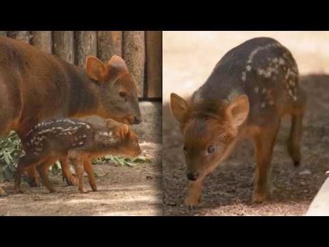 One Of The Smallest Deer Species Born At San Diego Park