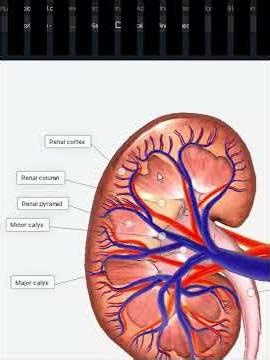 Anatomy of Kidney Explained | MBBS #shorts #short
