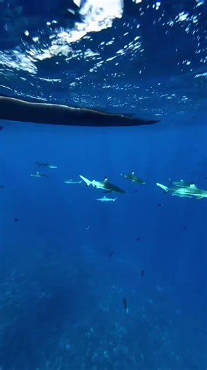 French Polynesia 🪸 what can we learn and replicate from the ocean conservation efforts of ✨ 🦈