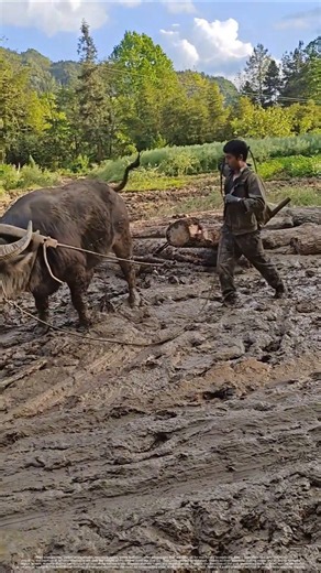 Water Buffalo Pulling Logs Through Mud