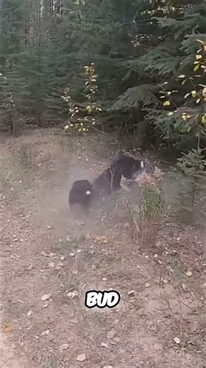 Hunter's Dog Masters Retrieval: Grouse Hunt Success! #shorts