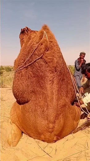 Emergency Camel Rescue: Teamwork in the Deep Desert Sands.#shorts #viral #animals