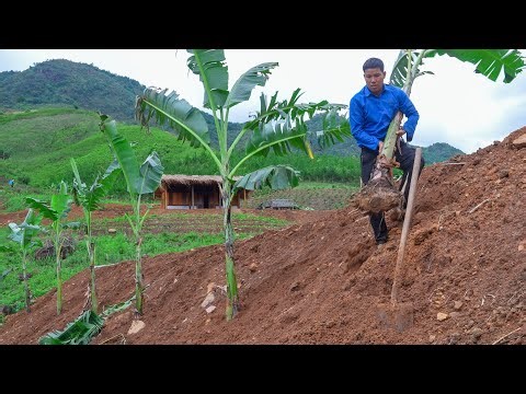 Plow the fields, sow the rice, dig up more banana trees and plant them around the farm |Family farm