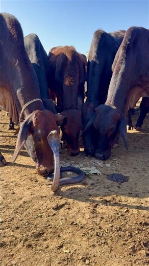 snake and cows #snake