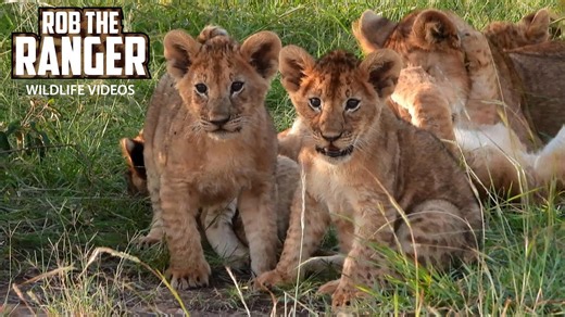 Witness lion cubs playing together in wild safari encounter