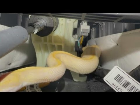 Firefighters rescue a pet python from underneath a car in Coral Springs