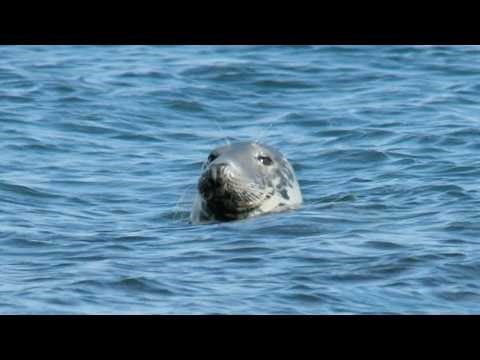 2 Hours of Scotland’s Amazing Animal Rescue Journey (4K Documentary)