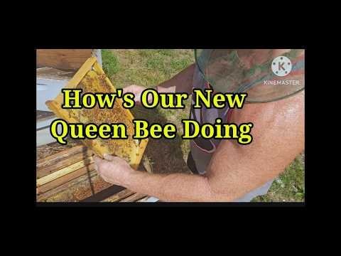 How's Our New Queen Honeybee Doing