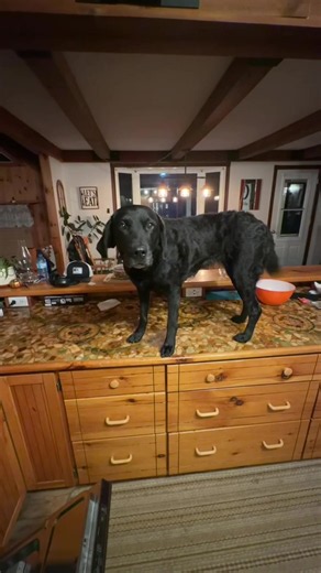 Ashton Broad's Funny Dog Video: The Viral 'Dog Days Are Over' Clip