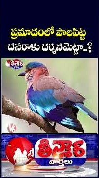 Indian Roller Palapitta Faces Growing Threat in India, Conservationists Raise Alarm | V6 Teenmaar