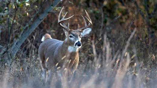 Trail cam captures buck walking around with another deer's antlers dangling from its rack
