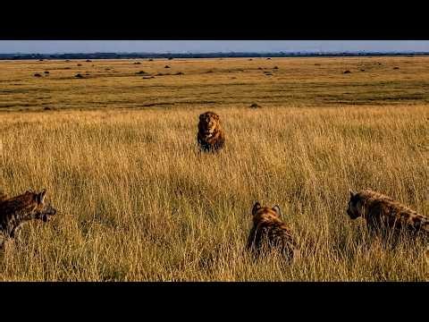 Male lion is injured but still commands respect