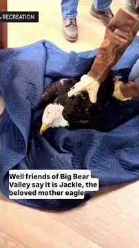Rescued bald eagle near Big Bear Lake presumed to be Jackie