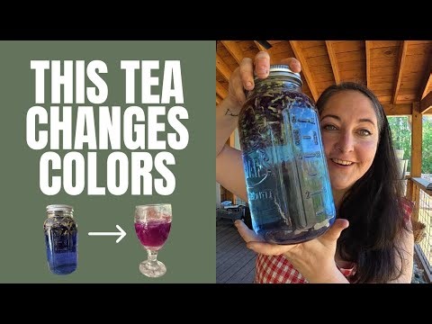 This Tea Changes Colors Instantly: Butterfly Pea Flower Magic 