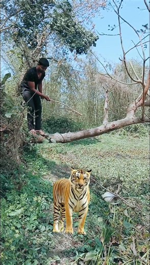 tiger catching 🐯 part 731 VFX funny village jungle #viral #wildlife #shorts #animals #vfx #jungle