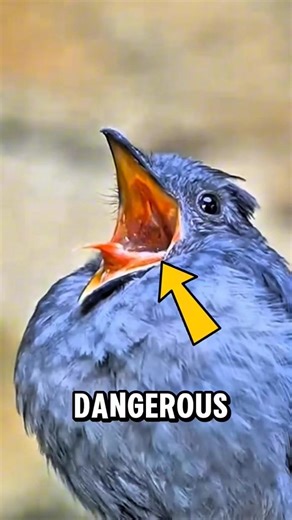 If You Ever See One of These in the Sky — Run